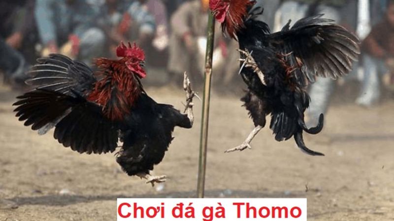 Các bước tham gia chơi đơn giản và dễ hiểu nhất