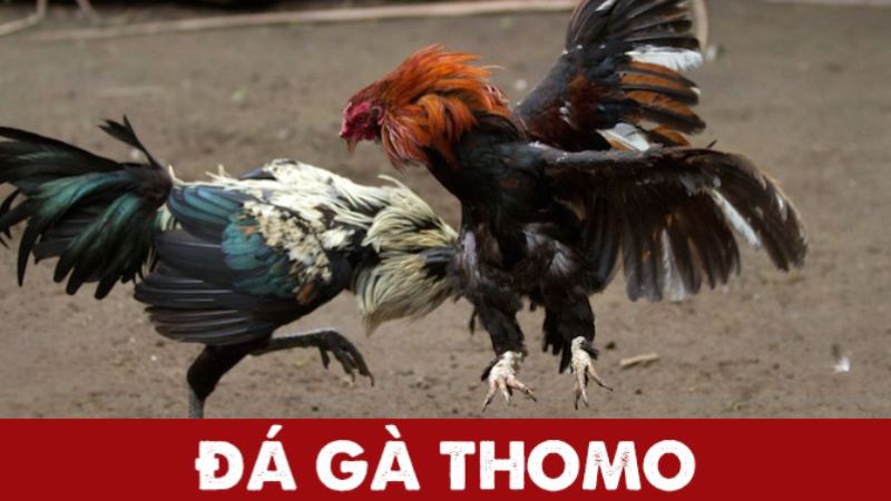 Có nhiều hình thức đá gà Thomo khác nhau để bạn lựa chọn