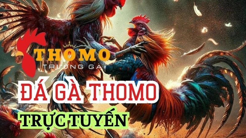 Đá gà Thomo còn góp phần tác động vào kinh tế và du lịch
