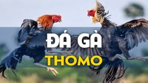 Đá gà Thomo là một sân chơi uy tín chuyên nghiệp nhất